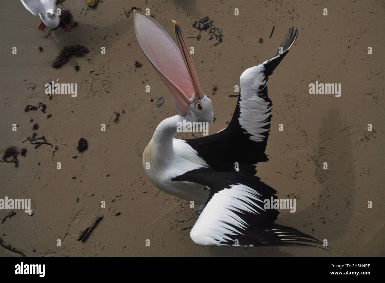 Pelican Performing Acrobatics mentre cerca di prendere uno spuntino Foto Stock