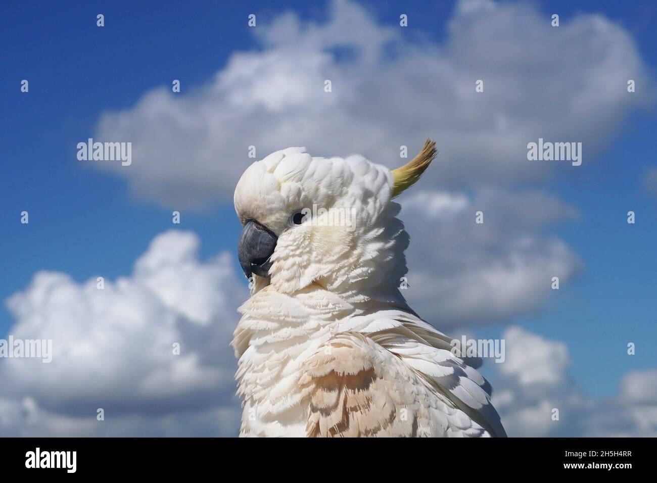 Ritratto di un morbido Cockatoo contro il cielo blu con nuvole bianche Foto Stock