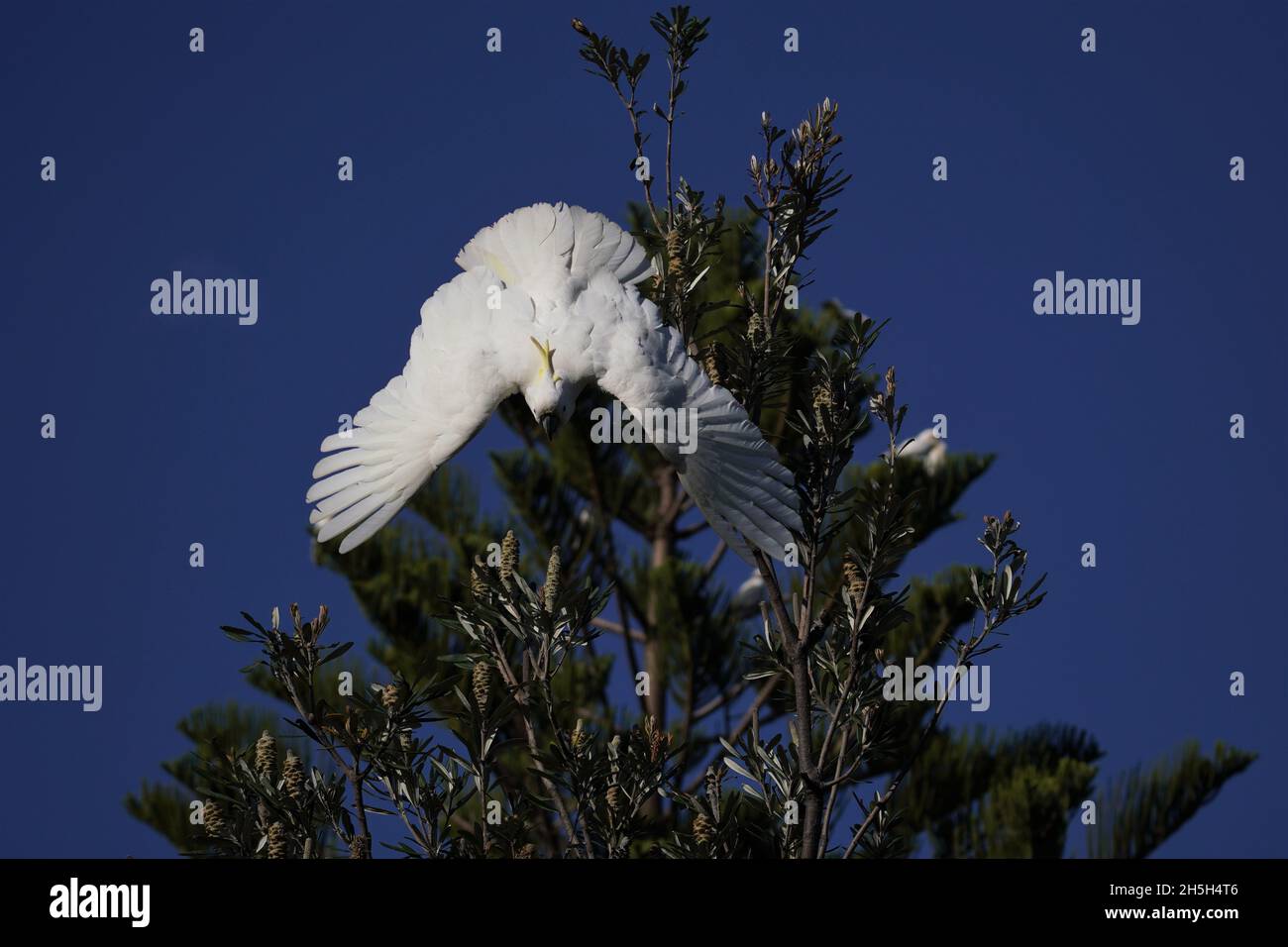 White Bird tuffarsi dalla cima di un albero verde contro Blue Sky Foto Stock