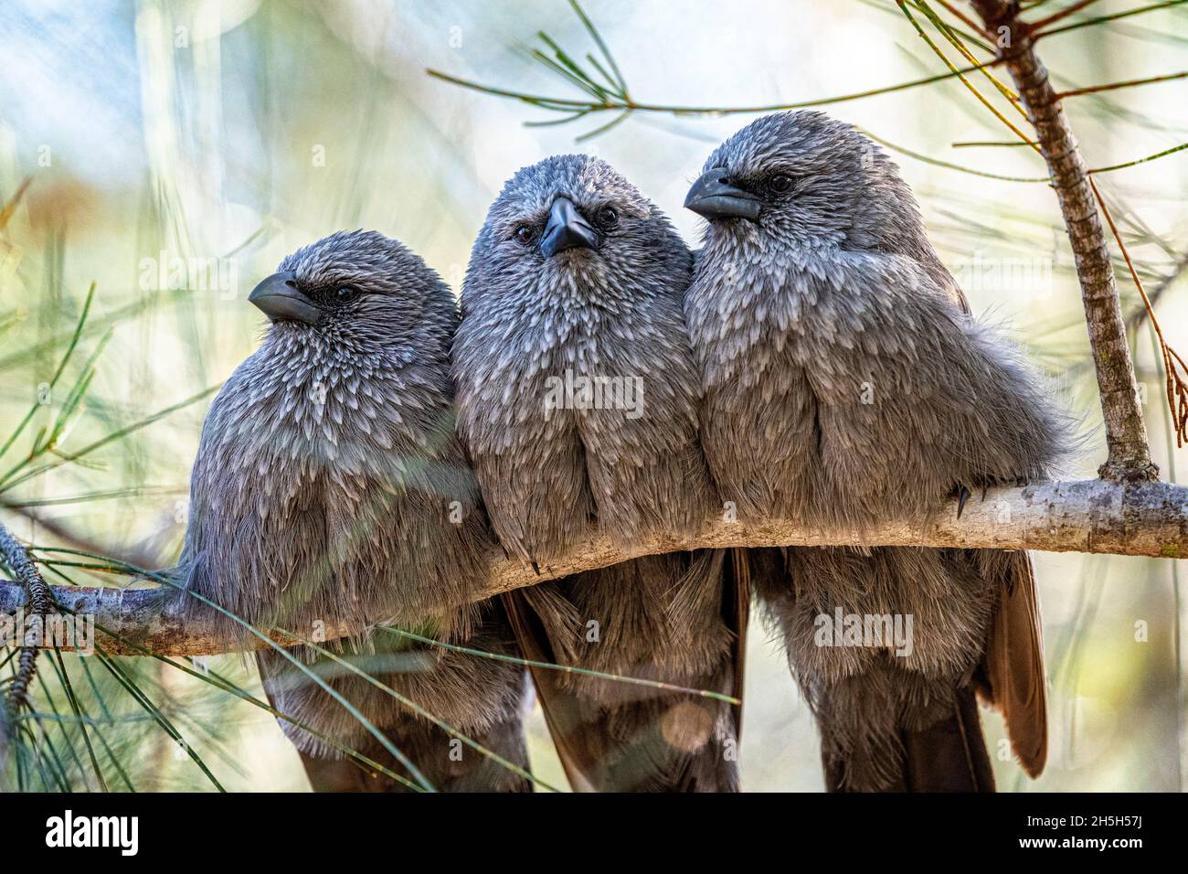 Tre Apostlebirds (Struthidea cinerea) che si stornano su un ramo d'albero. North Queensland, Australia Foto Stock