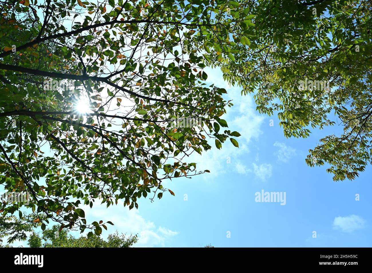 Il sole abbagliante sorge nel cielo soleggiato, e la luce del sole passa attraverso i rami. Foto Stock