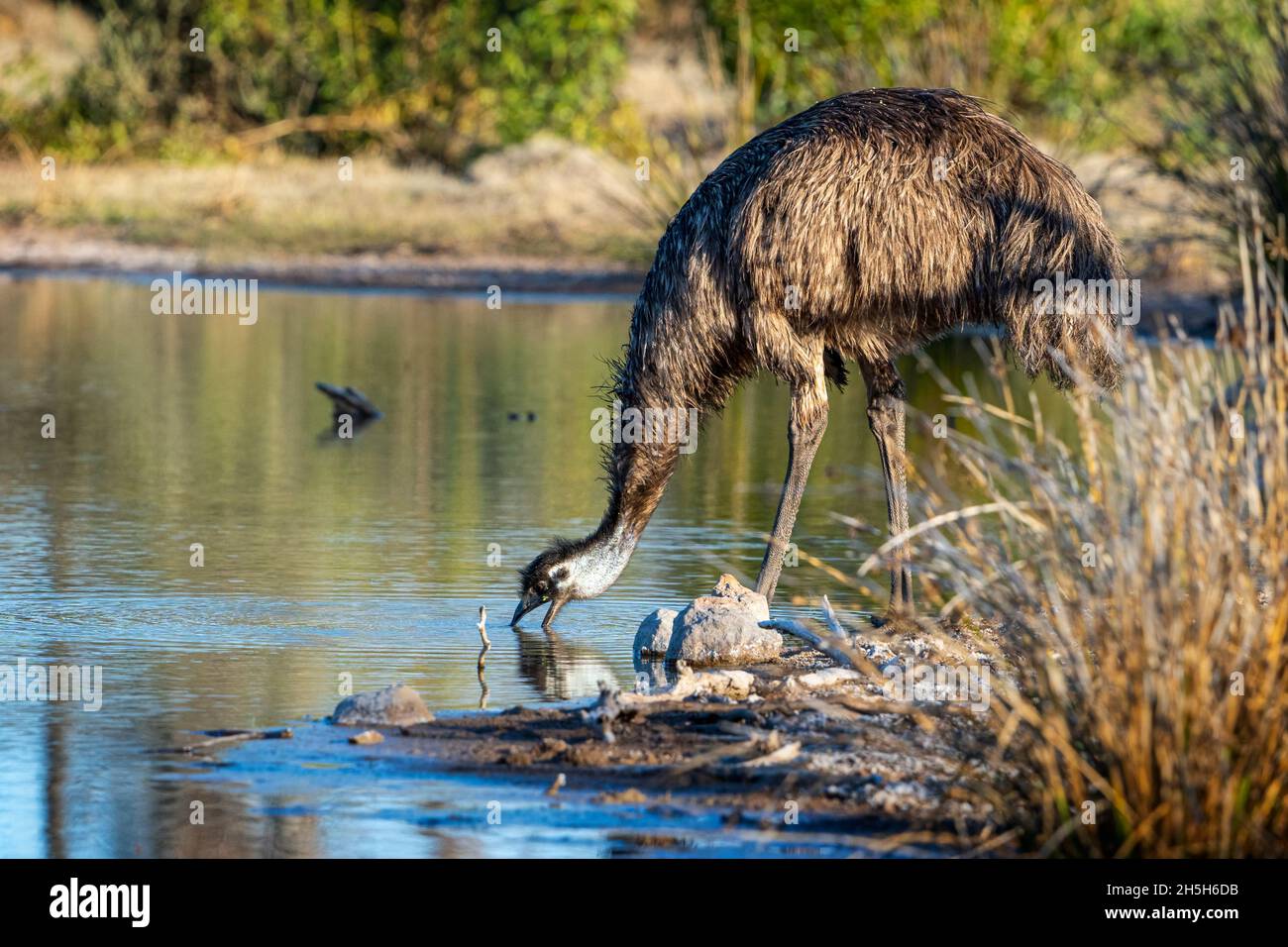Emus (Dromaeus novaehollandiae) che beve all'acquedotto. Cloncurry, Queensland occidentale Foto Stock