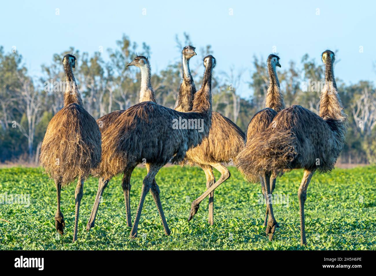 MOB di EMO (Dromaeus novaehollandiae) che cammina attraverso il paddock all'alba. Lake Murphy Conservation Park, Queensland Foto Stock