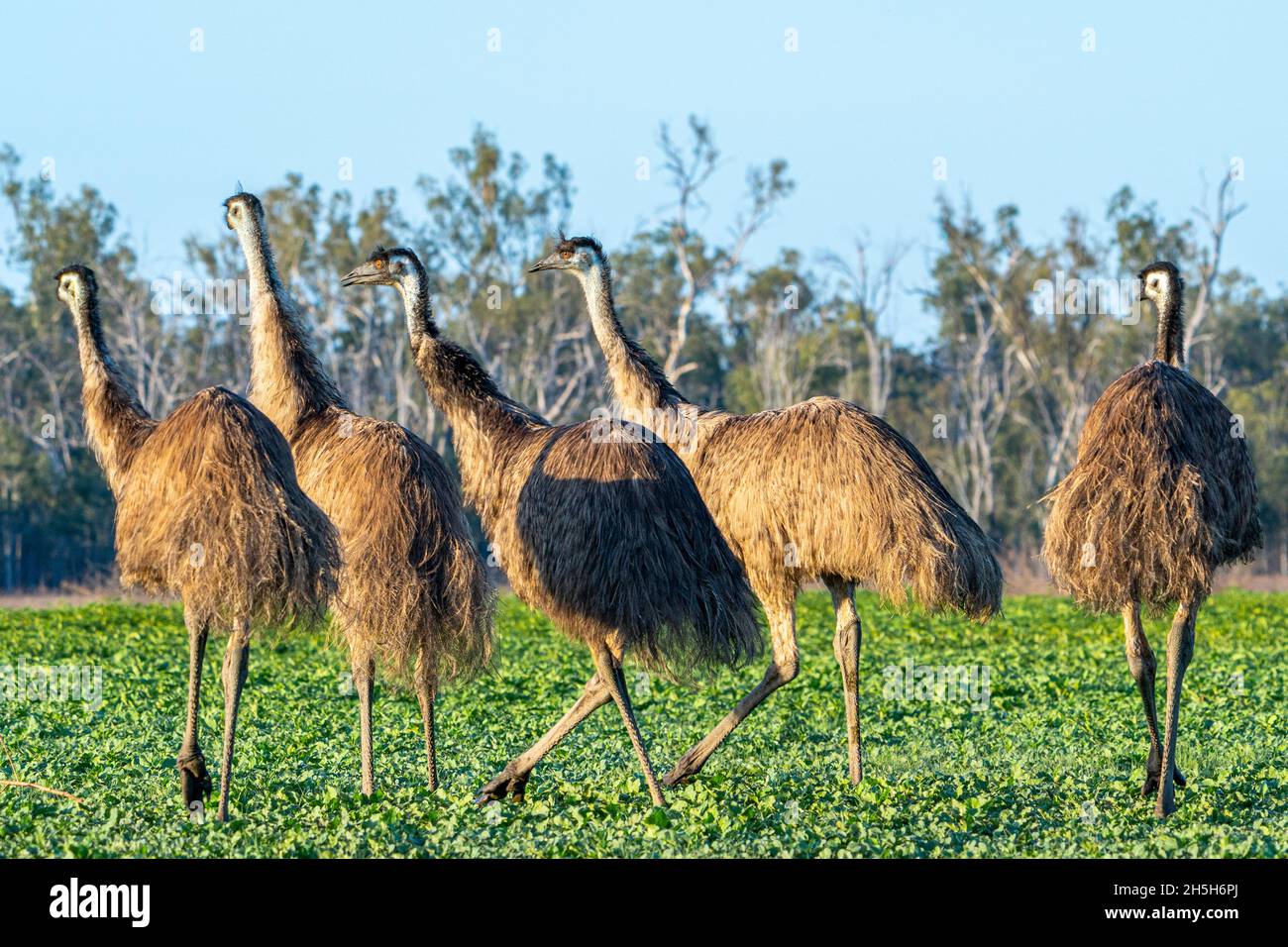MOB di EMO (Dromaeus novaehollandiae) che cammina attraverso il paddock all'alba. Lake Murphy Conservation Park, Queensland Foto Stock