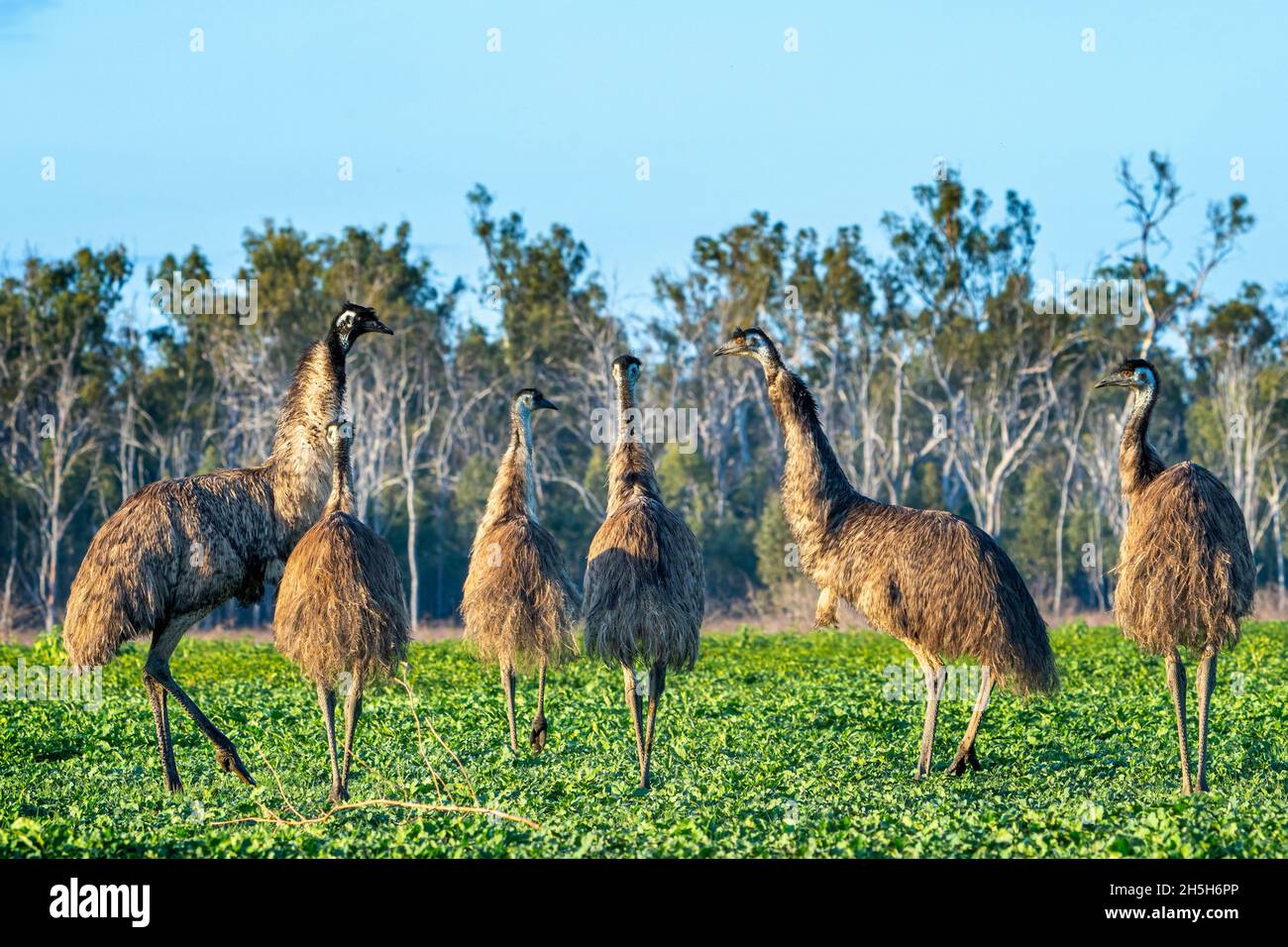 MOB di EMO (Dromaeus novaehollandiae) che cammina attraverso il paddock all'alba. Lake Murphy Conservation Park, Queensland Foto Stock