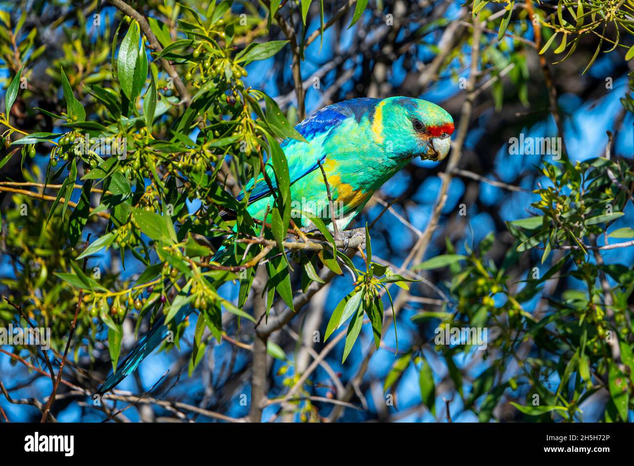 Mallee ringneck (Barnardius zonarius barnardi) in fogliame. Cunnamulla, Queensland occidentale, Australia Foto Stock