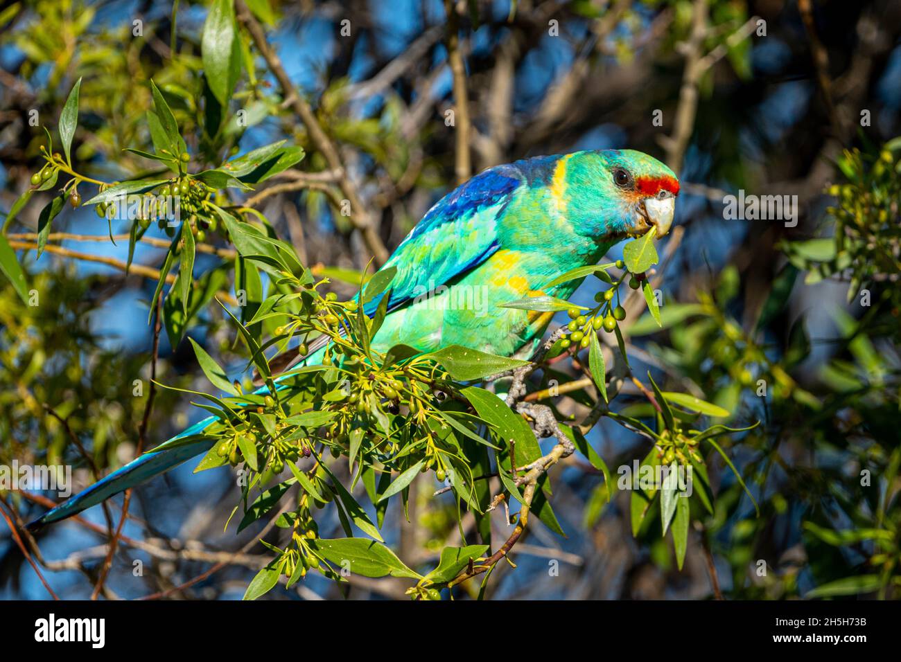 Mallee ringneck (Barnardius zonarius barnardi) in fogliame. Cunnamulla, Queensland occidentale, Australia Foto Stock