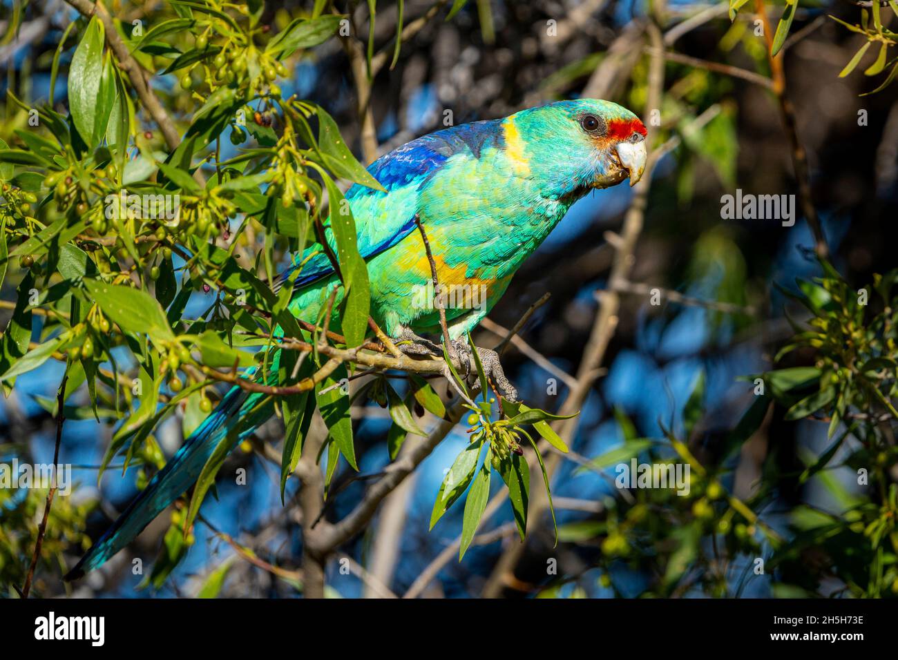 Mallee ringneck (Barnardius zonarius barnardi) in fogliame. Cunnamulla, Queensland occidentale, Australia Foto Stock