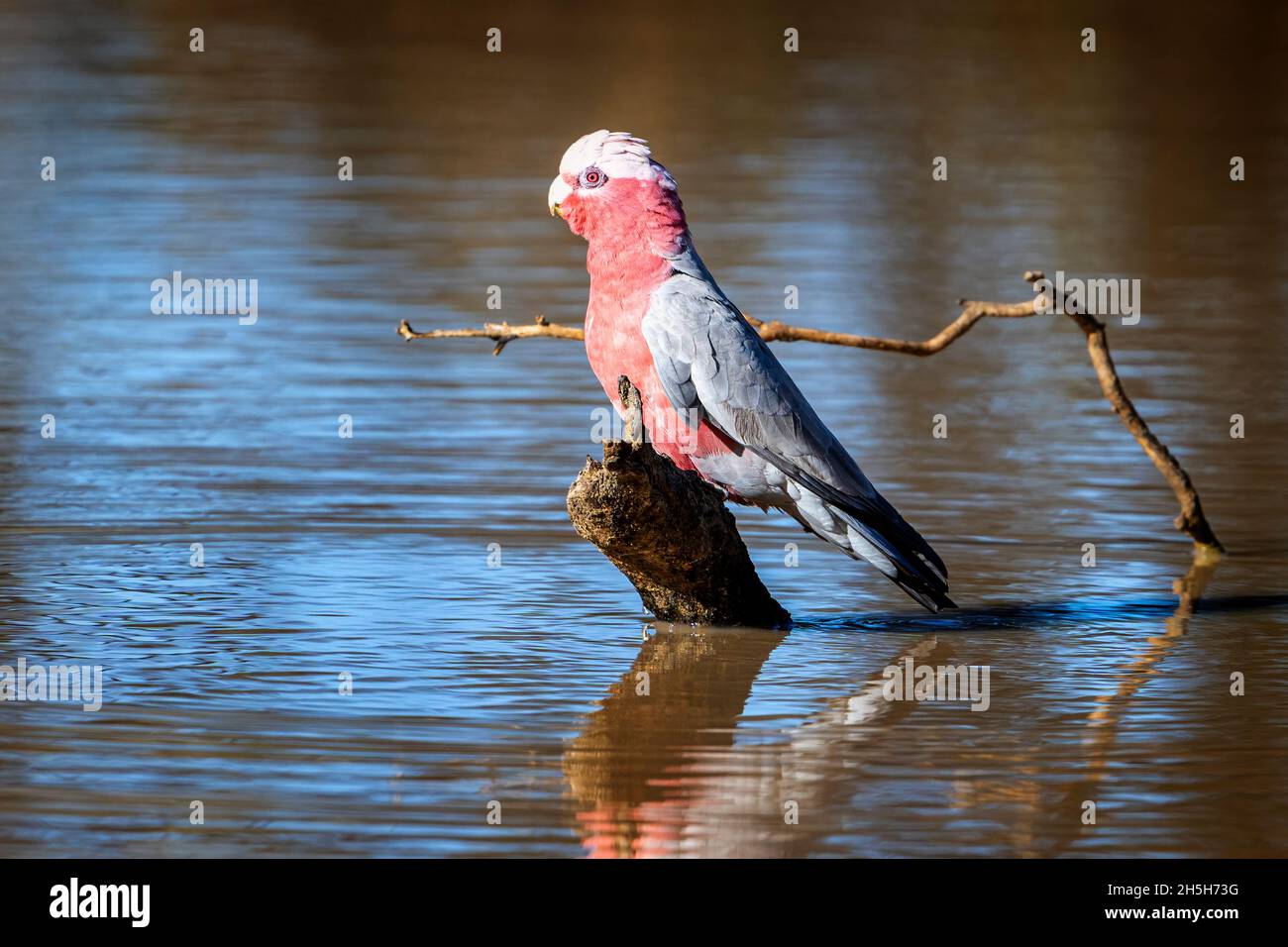 Galah (Eolophus roseicapillus) in moncone nel pozzo. Cunnamulla, Queensland occidentale, Australia Foto Stock