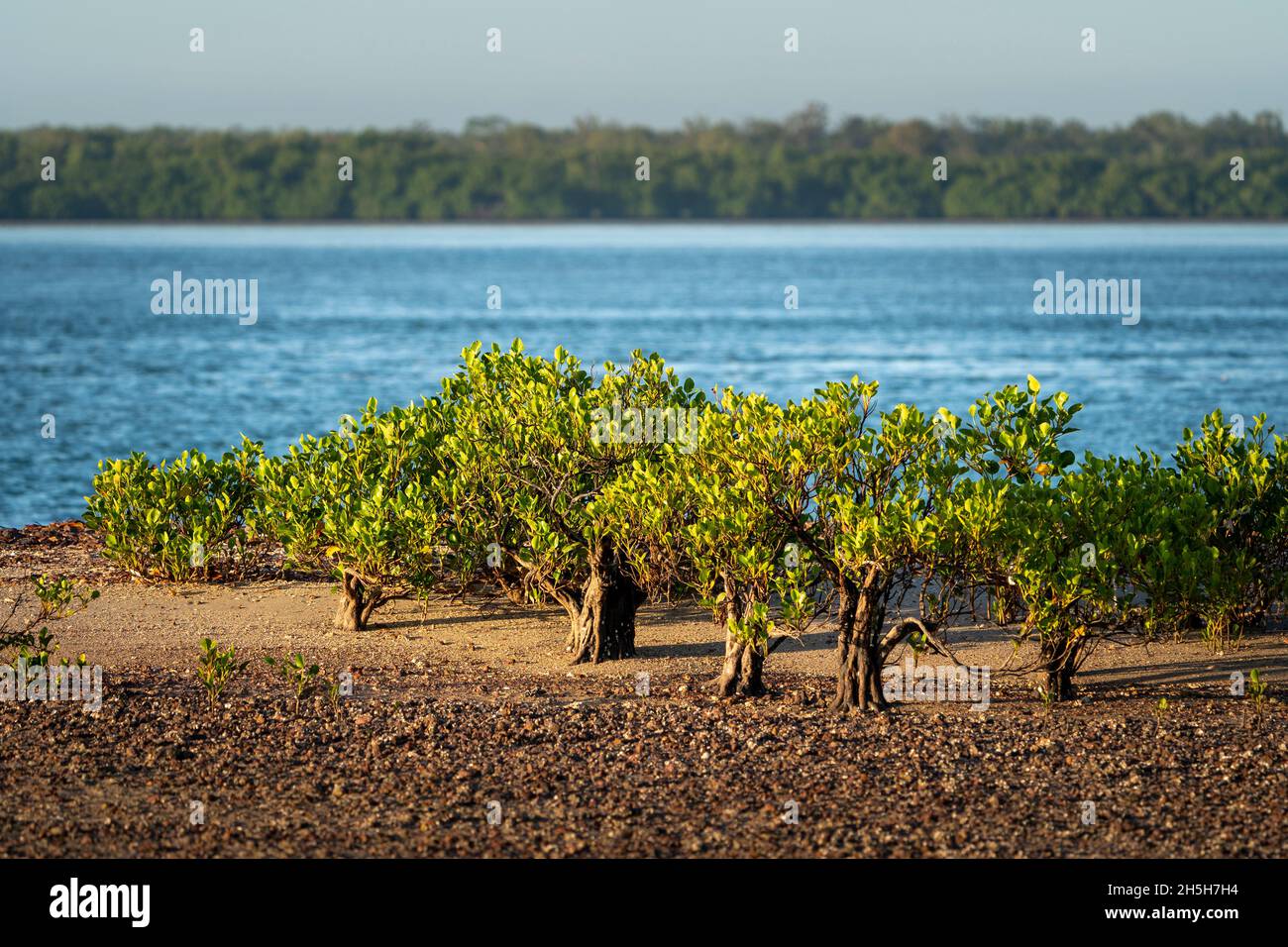 Club Mangroves (Aegialitis annullato) a bassa marea sulla spiaggia di pietra. Cape York Peninsula, Queensland Australia Foto Stock