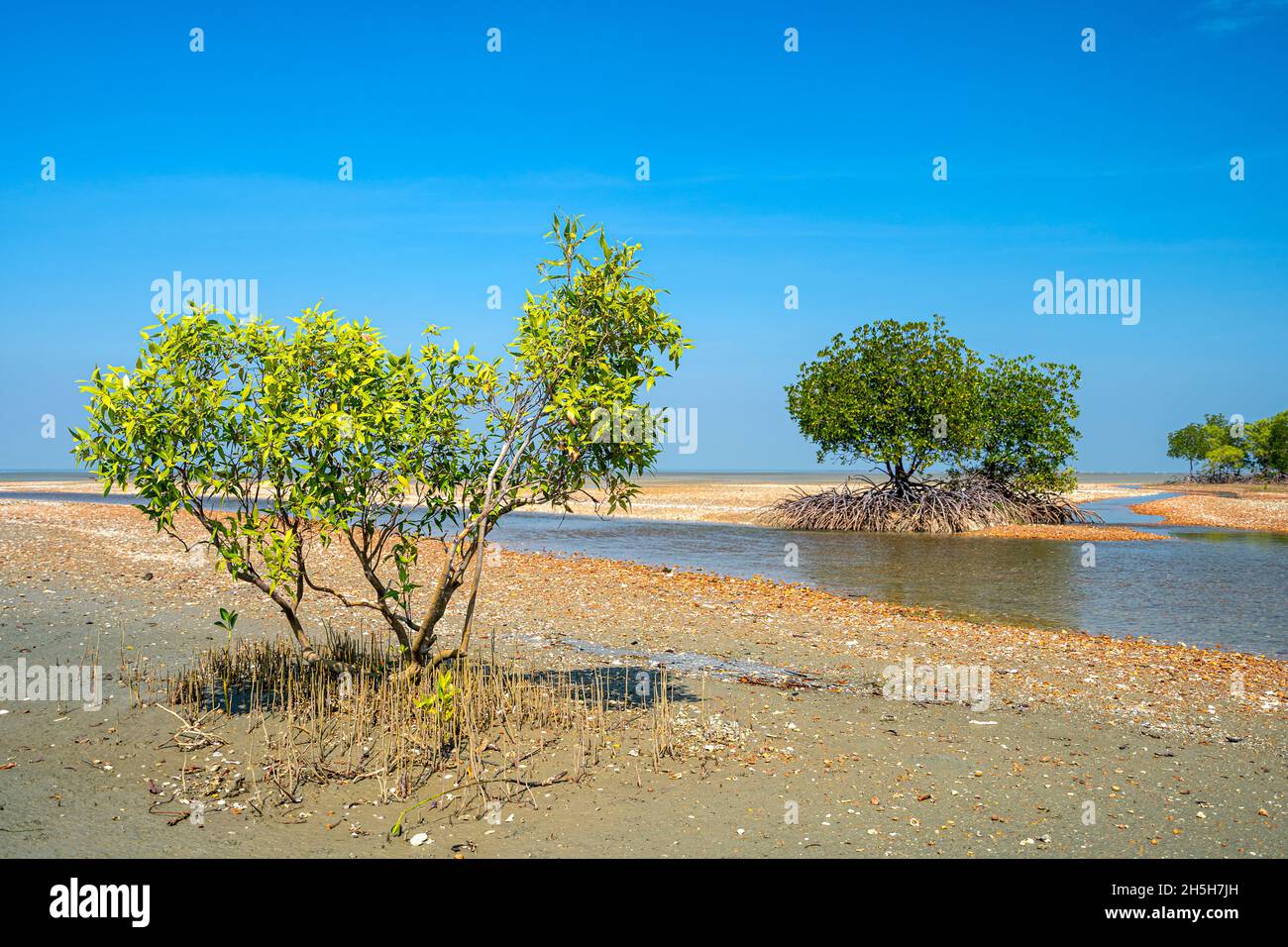 Gray Mangrove (Avicennia marina) e Red Mangroves (Rhizophora stylosa) che crescono sulla spiaggia di shelly, Penisola di Cape York, Queensland Australia Foto Stock