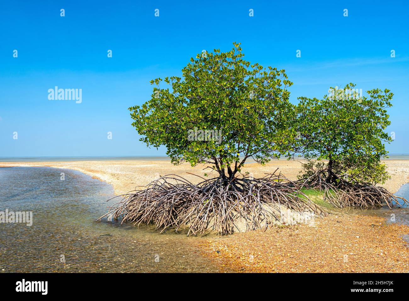 Red Mangroves (Rhizophora stylosa) che cresce su shelly Beach, Cape York Peninsula, Queensland Australia Foto Stock