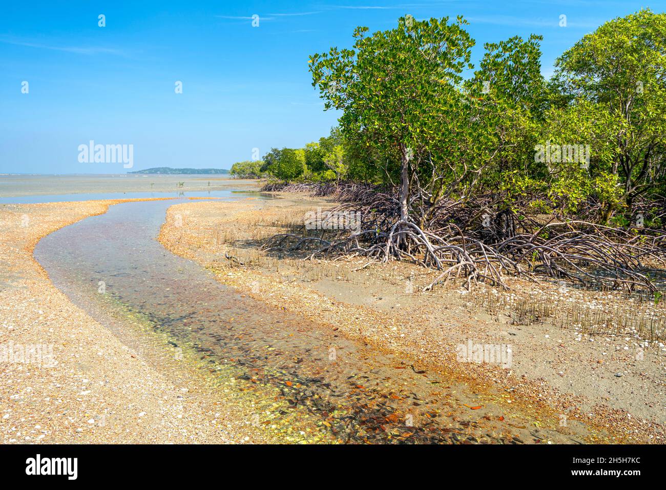 Gray Mangrove (Avicennia marina) e Red Mangroves (Rhizophora stylosa) che crescono sulla spiaggia di shelly, Penisola di Cape York, Queensland Australia Foto Stock