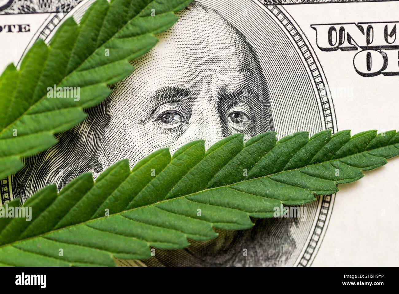 Foglia di marijuana in contanti Hundred Dollar Bills. Un foglio di marijuana per denaro, dollari e la cannabis, un legale e del mercato nero di business. Foto Stock