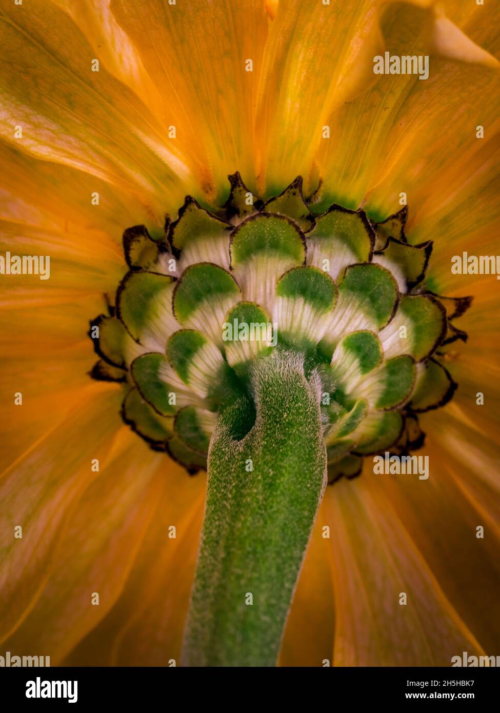 Foto macro di un fiore selvatico Foto Stock