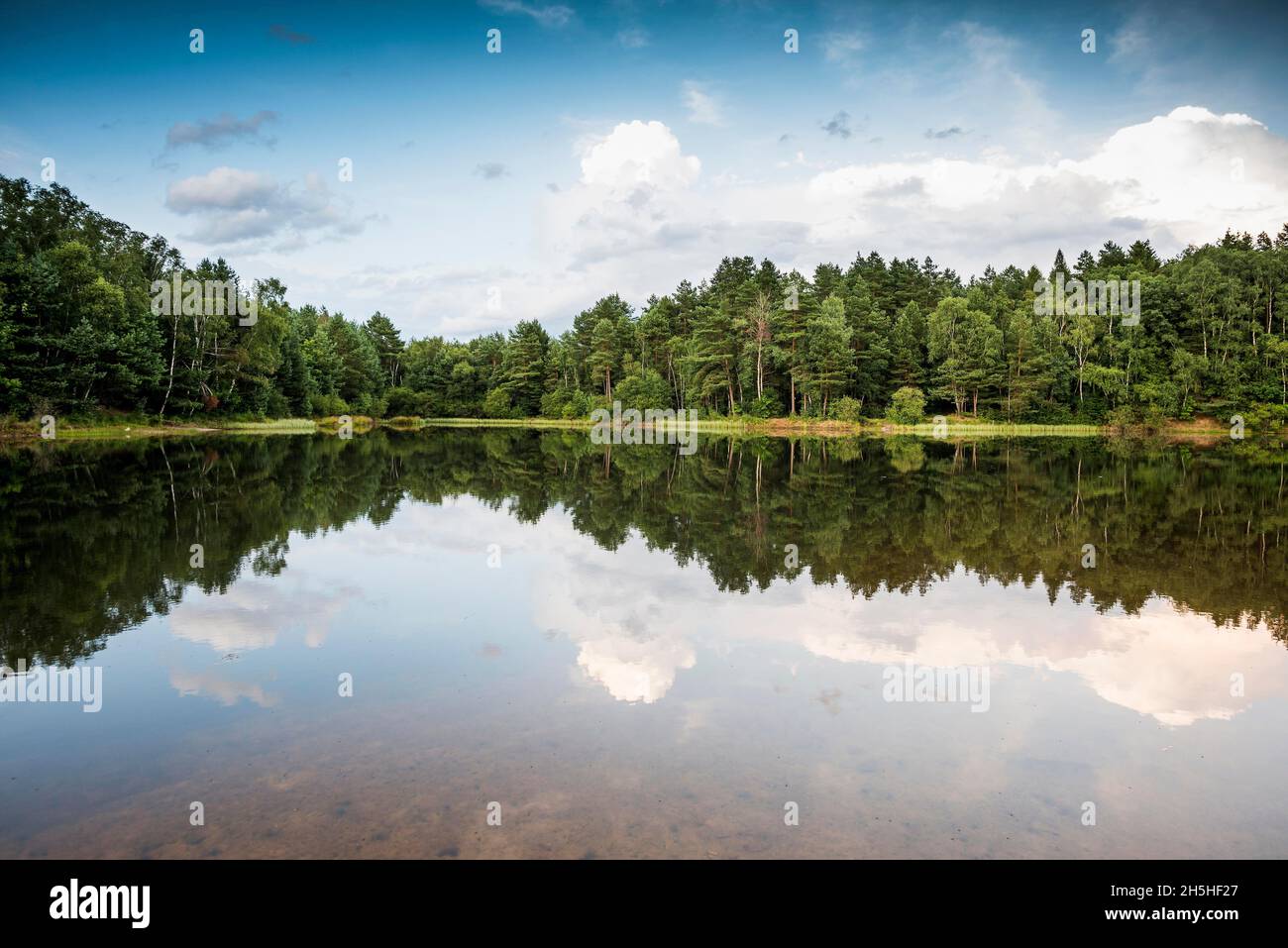 Lago con riflessione d'acqua, Fassberg, Southern Heath, Parco naturale di Lueneburg Heath, bassa Sassonia, Germania Foto Stock