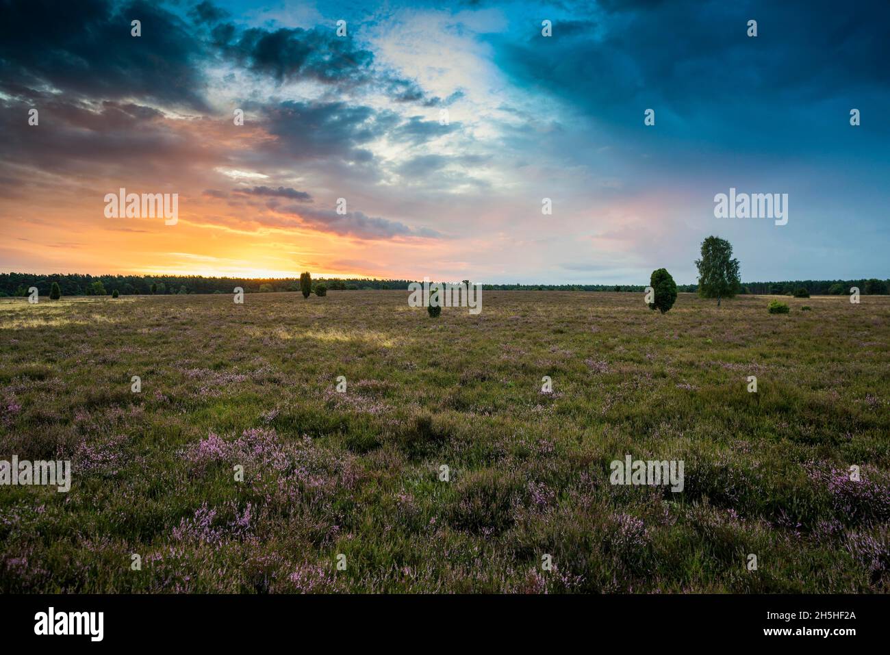 Brughiera fiorita e alberi di betulla, alba, Fassberg, Southern Heath, Lueneburg Heath Parco Naturale, bassa Sassonia, Germania Foto Stock