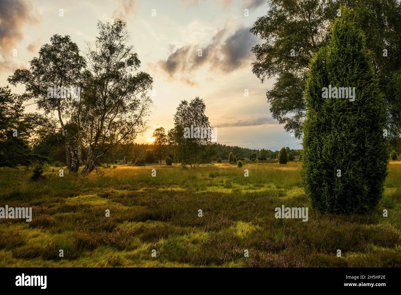 Brughiera fiorita e ginepro, tramonto, Fassberg, brughiera Meridionale, parco naturale di Lueneburg Heath, bassa Sassonia, Germania Foto Stock