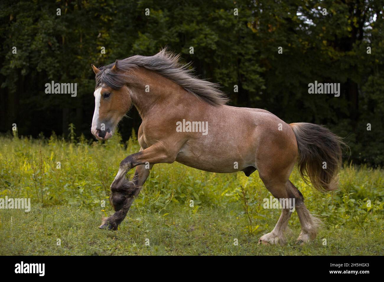 Giovane miscela a sangue freddo gelding galopping nel prato, Renania settentrionale-Vestfalia, Germania Foto Stock