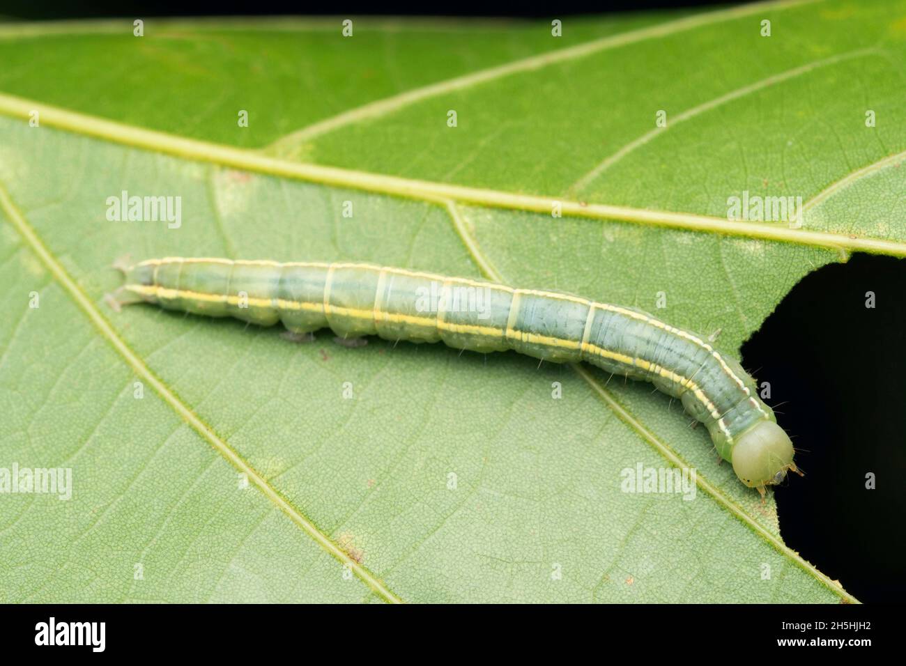 Tiger Moth caterpillar, Anticarsia tigris, Satara, Maharashtra, India Foto Stock