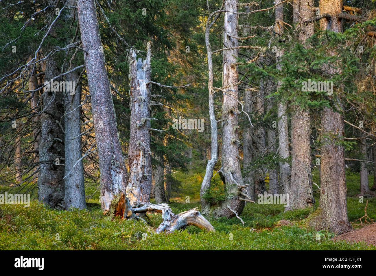 Abete europeo (Picea abies) con una discreta presenza di arbusti nani, Naunz, Tuxer Voralpen, Tirolo, Austria Foto Stock