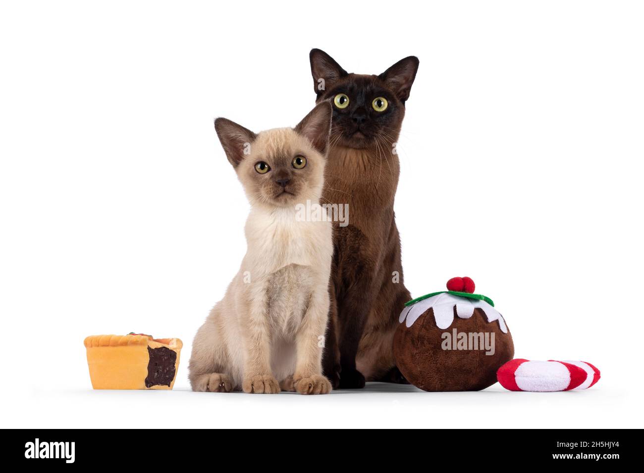 Madre e bambino gatto e gattino birmano, seduta tra Natale trattare giocattoli a forma di. Entrambi guardano direttamente alla fotocamera. Isolati su uno sfondo bianco Foto Stock