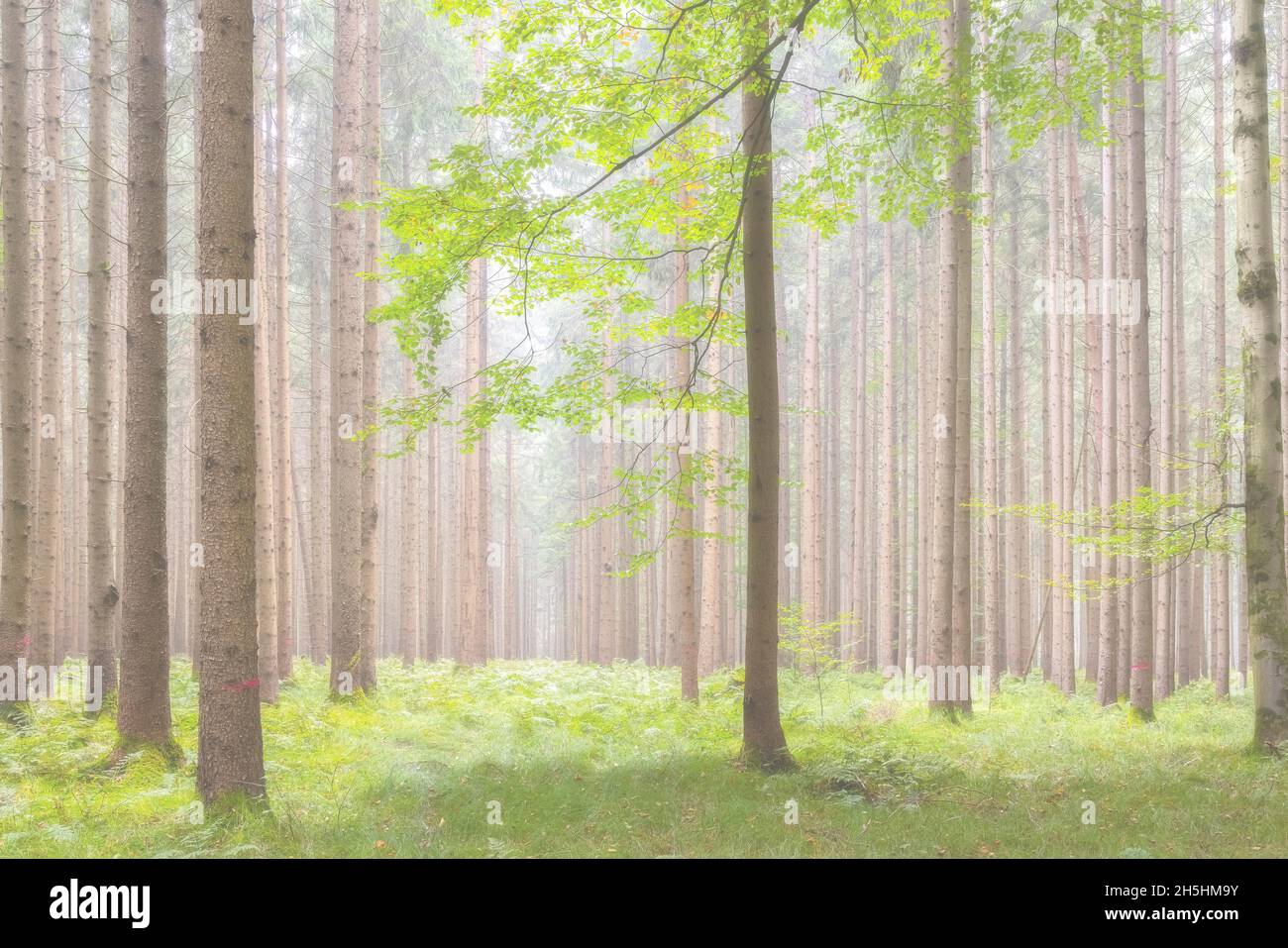 Nebbia nella foresta, Unterallgaeu, Baviera, Germania Foto Stock