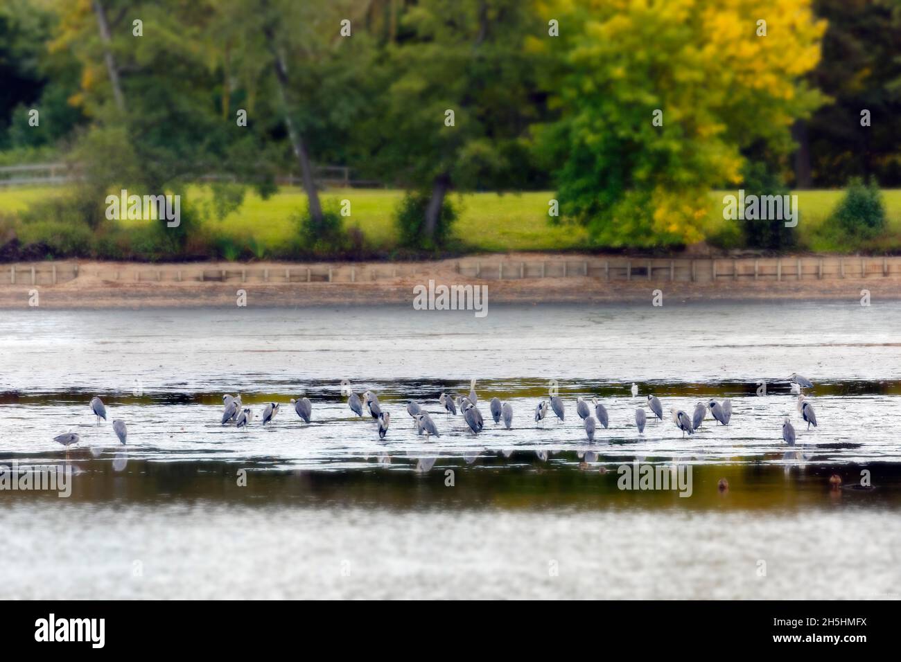 Grandi numeri, molti aironi grigi (Ardea cinerea) che si agguantano per preda in autunno al laghetto di pesci sgocciolati, drenante, drenato, Kleiner Dutzendteich, ex Foto Stock