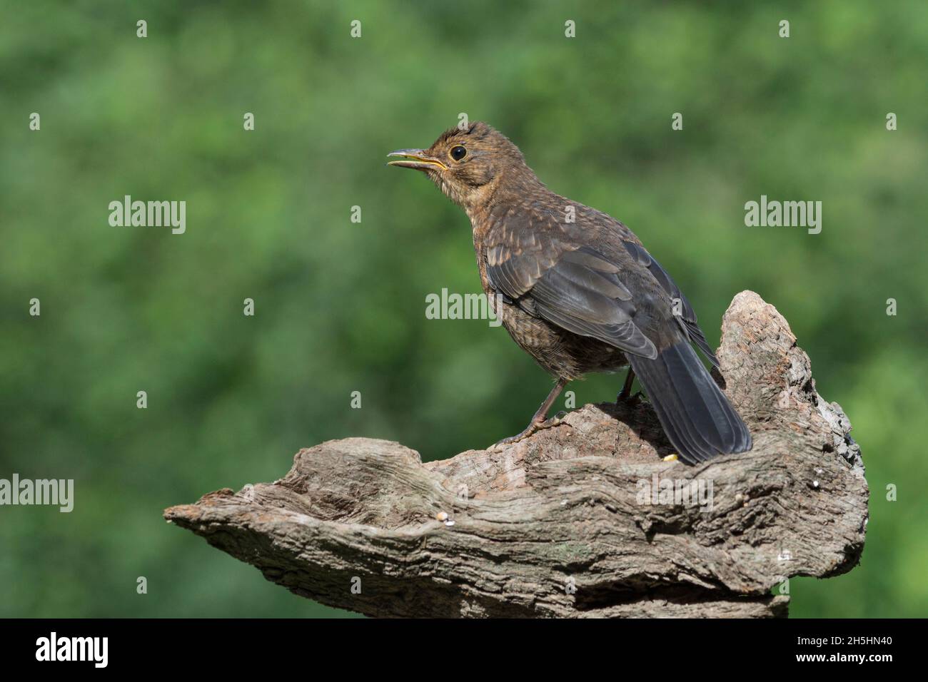 Blackbird (Turdus merula) Jungvogel, bassa Sassonia, Germania Foto Stock