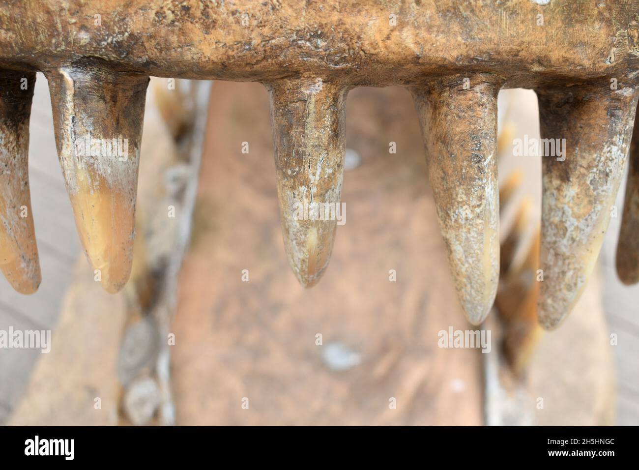 primo piano dei denti dei dinosauri, mandibola aperta. Vecchi denti enormi impiccati appesi all'osso Foto Stock