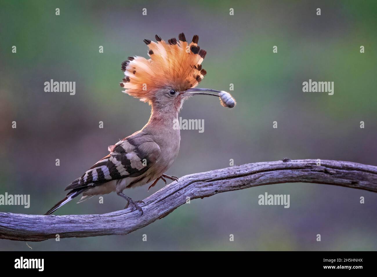 Hoopoe (Upupa epops) femmina con grub catturato, Middle Elbe Biosphere Reserve, Sassonia-Anhalt, Germania Foto Stock