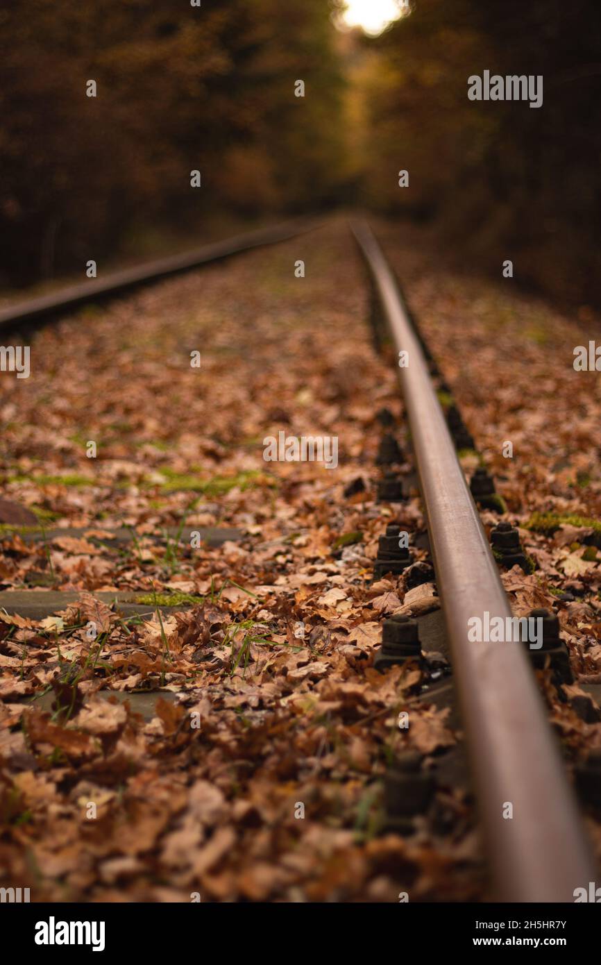 Vecchi sentieri ferroviari in una foresta, autunno, Germania. Foto Stock