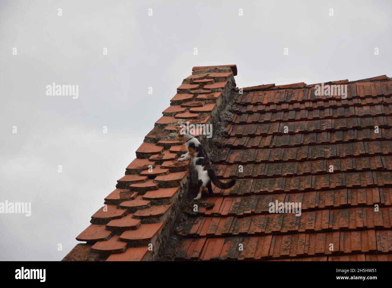 Un gatto pied osserva curiosamente i dintorni dalla parte superiore del tetto. Foto Stock