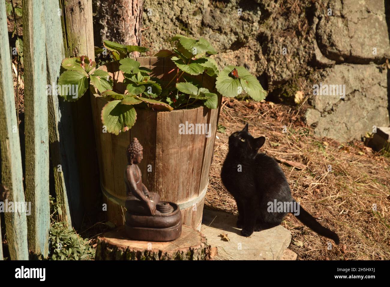 Un gatto nero che osserva una farfalla seduta sulla pianta di fragola lasciare. Foto Stock