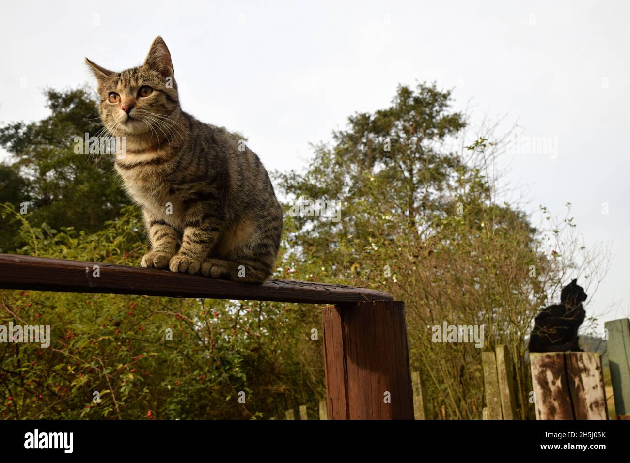 Due gatti che si aggirano vicino all'alimentatore di uccelli. Gatto nero e gatto tabby seduto sul vecchio picket di legno di fancing e la natura obsererving. Foto Stock