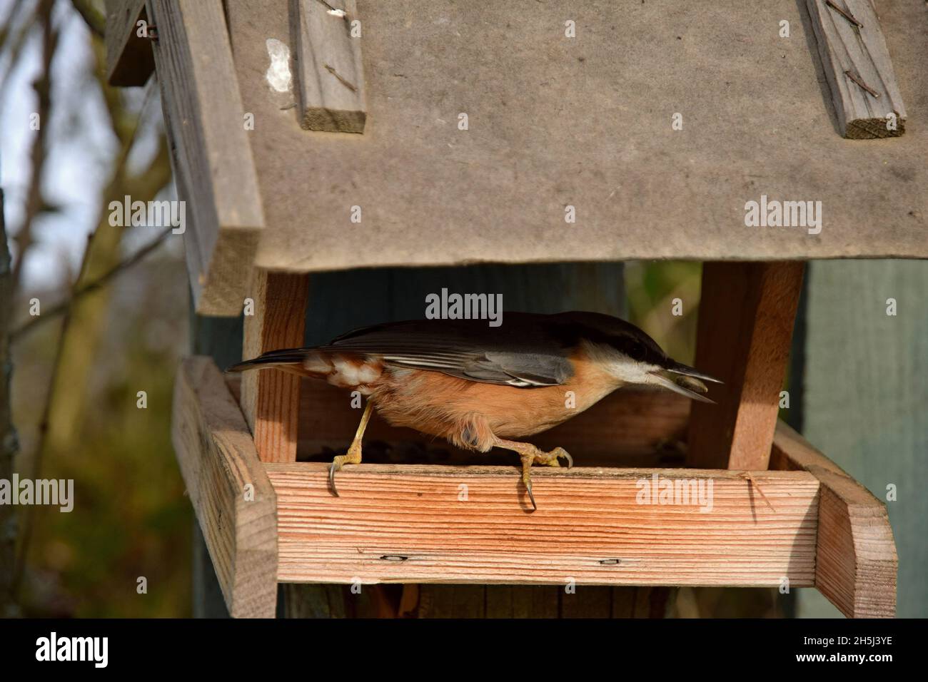 Il Nuthatch all'interno dell'alimentatore di uccelli in legno Foto Stock