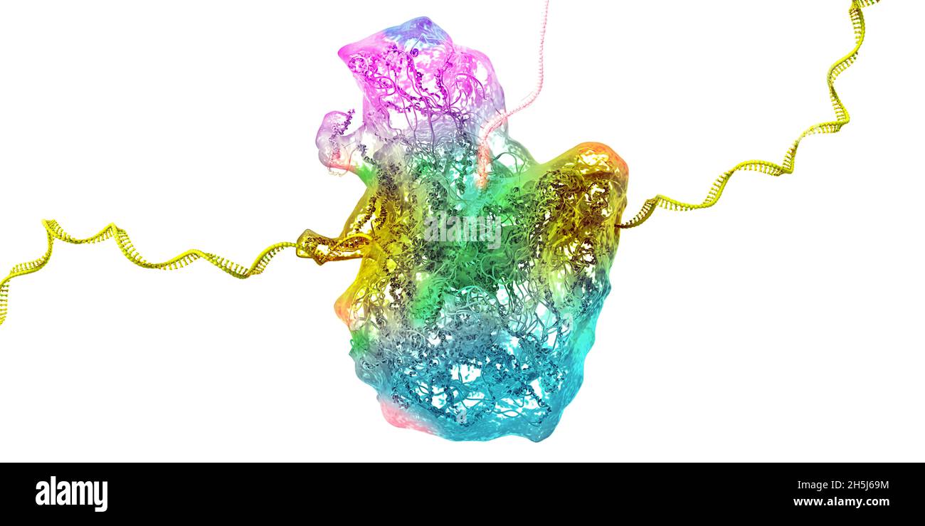Ribosoma come parte di una cellula biologica che costruisce una molecola di rna messaggero - illustrazione 3d Foto Stock