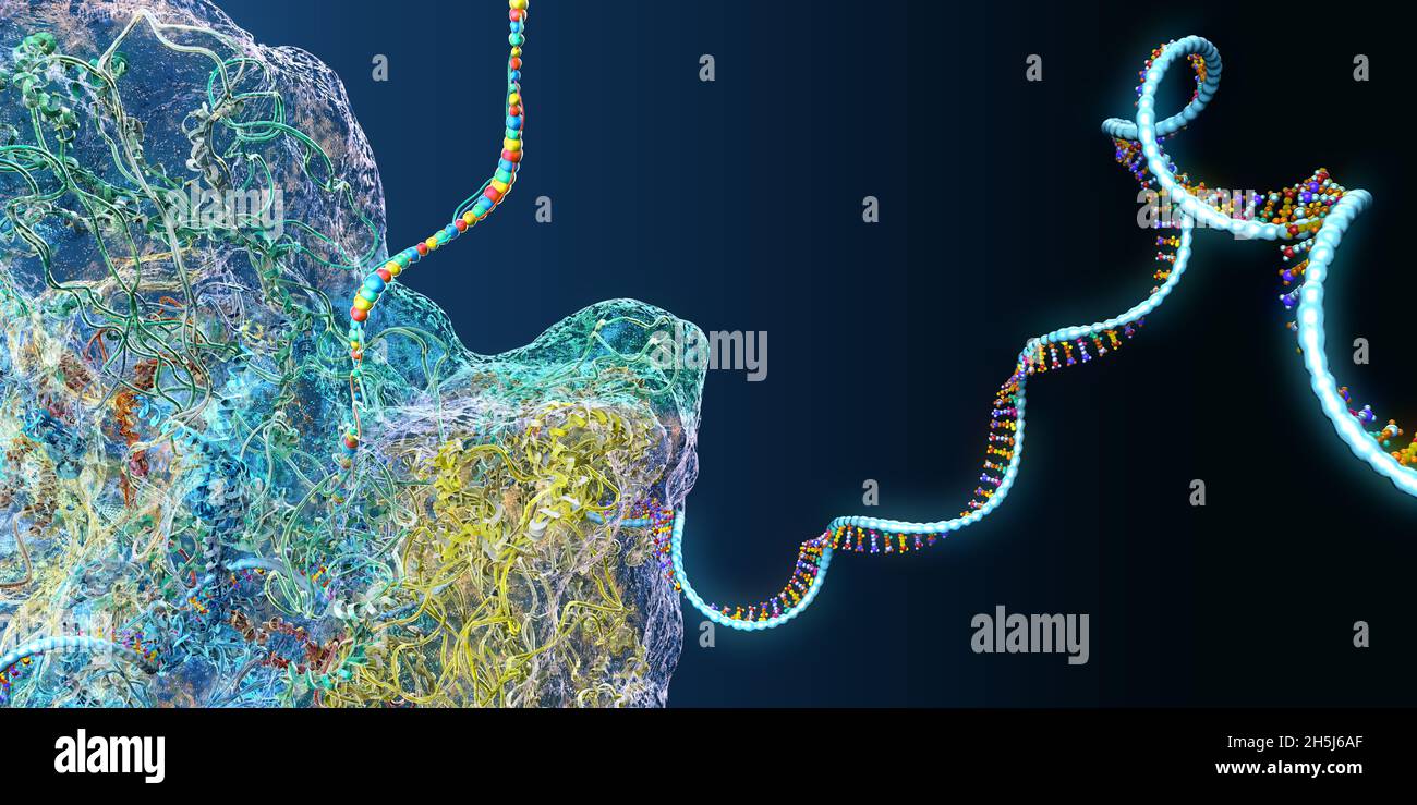 Ribosoma come parte di una cellula biologica che costruisce una molecola di rna messaggero - illustrazione 3d Foto Stock