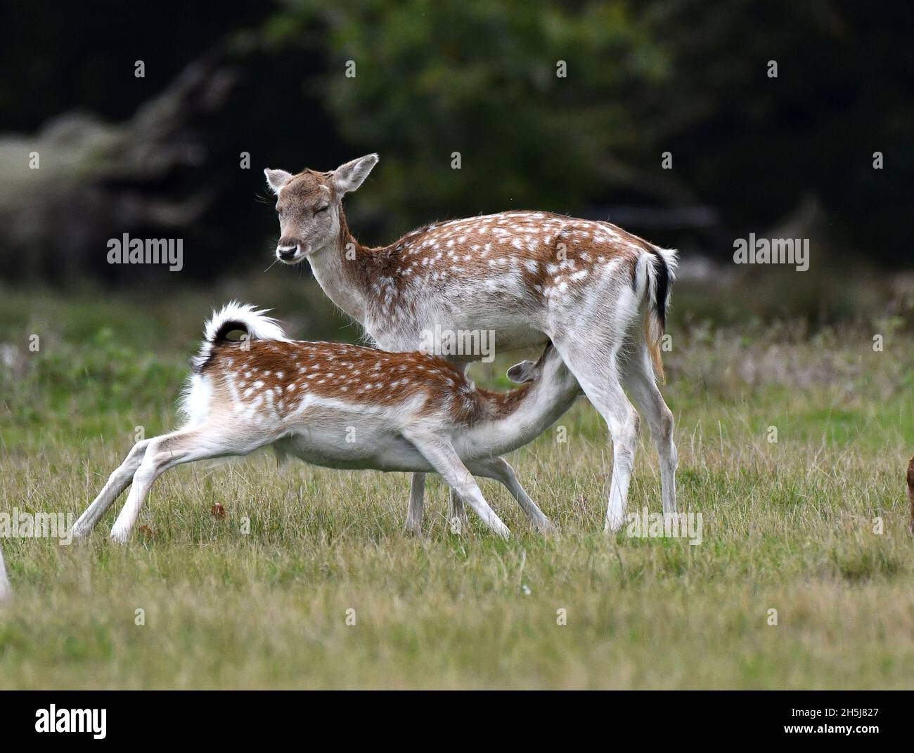 Il cervo allattato che alimenta lo Shropshire, Inghilterra, Regno Unito Foto Stock