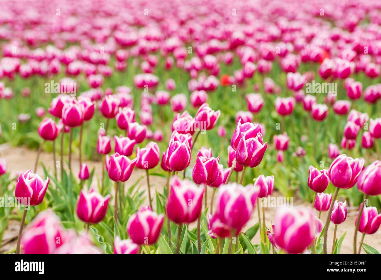 Fiori in primavera park. Paesaggio di fiori. Tulip coloratissimi fiori in primavera park Foto Stock
