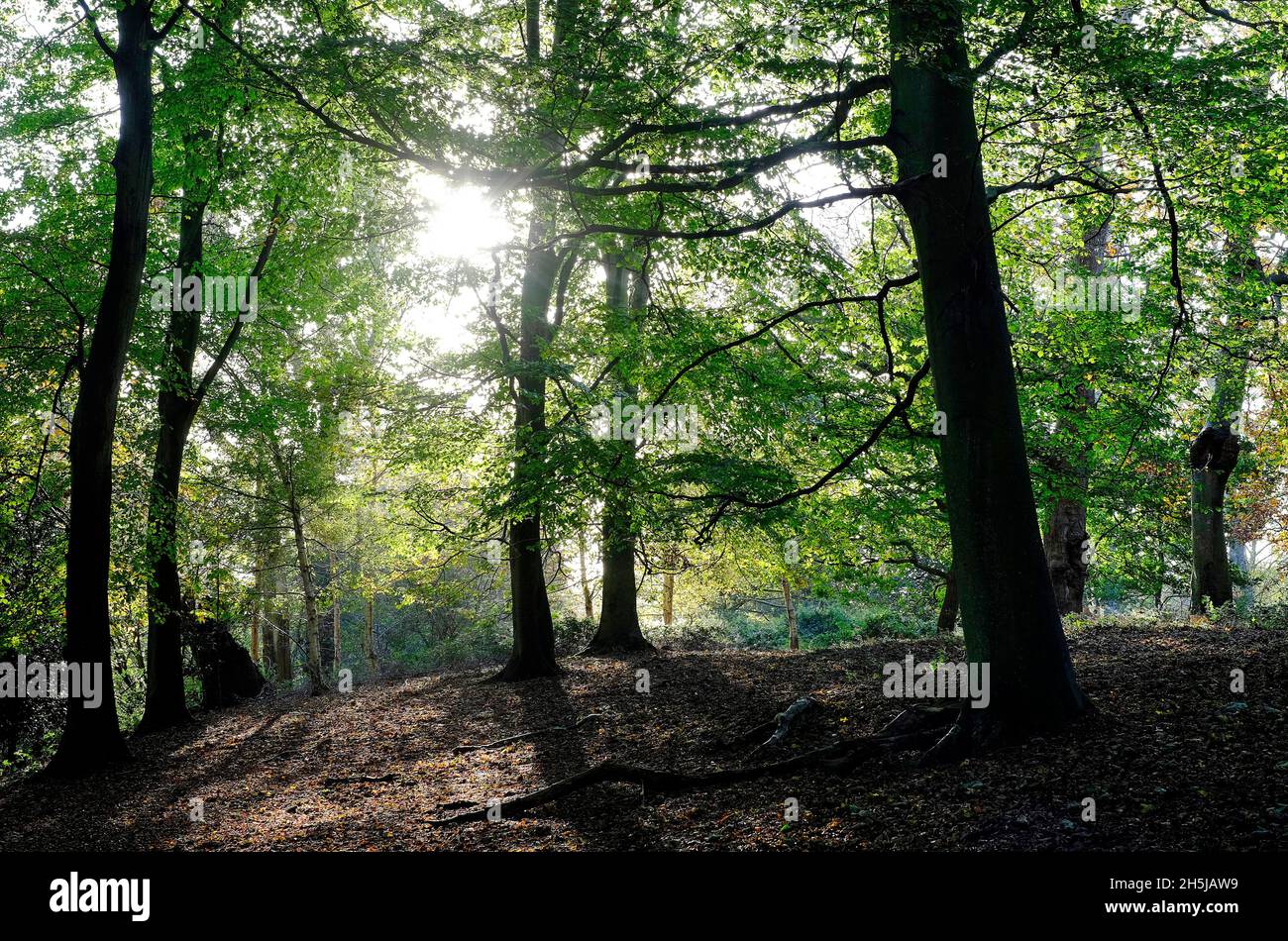 boschi autunnali, boschi di felbrigg, norfolk settentrionale, inghilterra Foto Stock