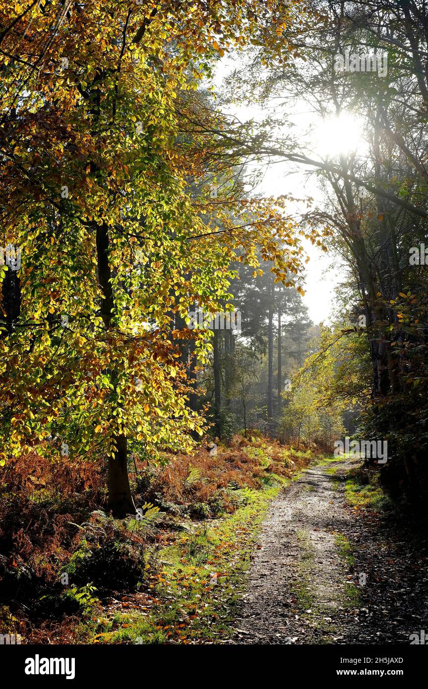 boschi autunnali, boschi di felbrigg, norfolk settentrionale, inghilterra Foto Stock