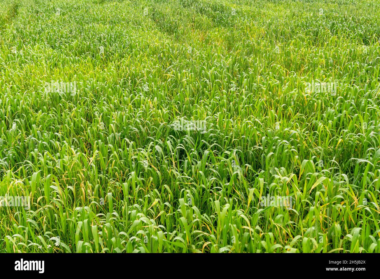 Vista ravvicinata dell'erba verde alta in campo aperto, sfondo naturale. Concetto di agricoltura. Foto di alta qualità Foto Stock