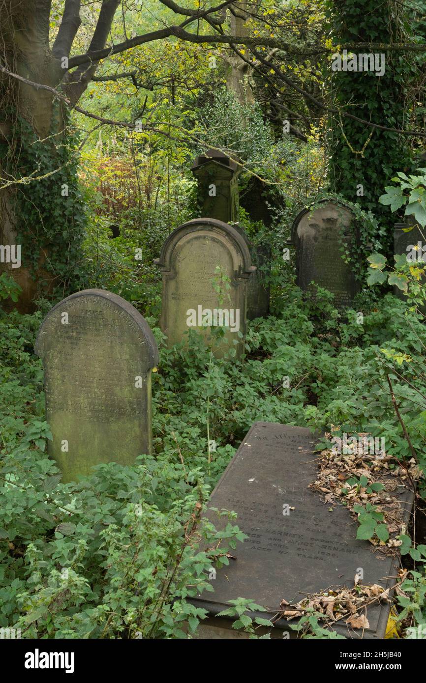 Un cimitero di coltivazione a Baildon, West Yorkshire, Inghilterra. Le lapidi sono circondate da erbacce, brambles e edera. Foto Stock