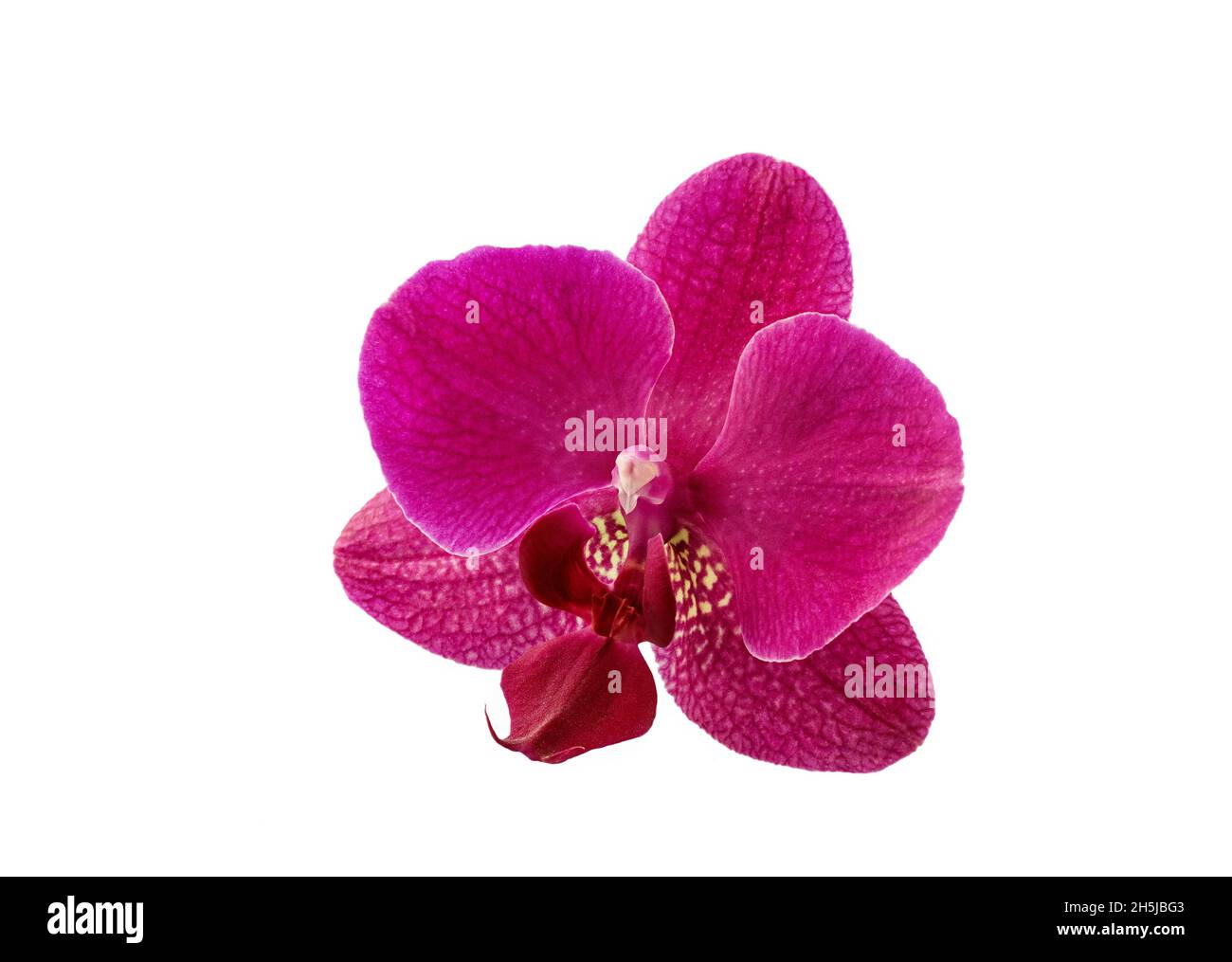 Fiore viola orchidea isolato su sfondo bianco. Orchid trend colore 2022. Primo piano. Foto Stock