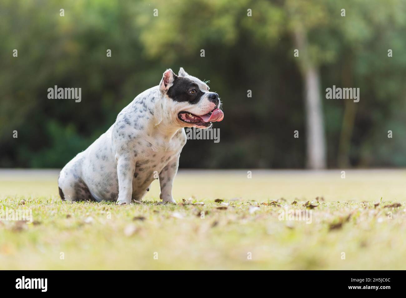 Profilo con spazio copia di un cane bully americano seduto su un parco Foto Stock