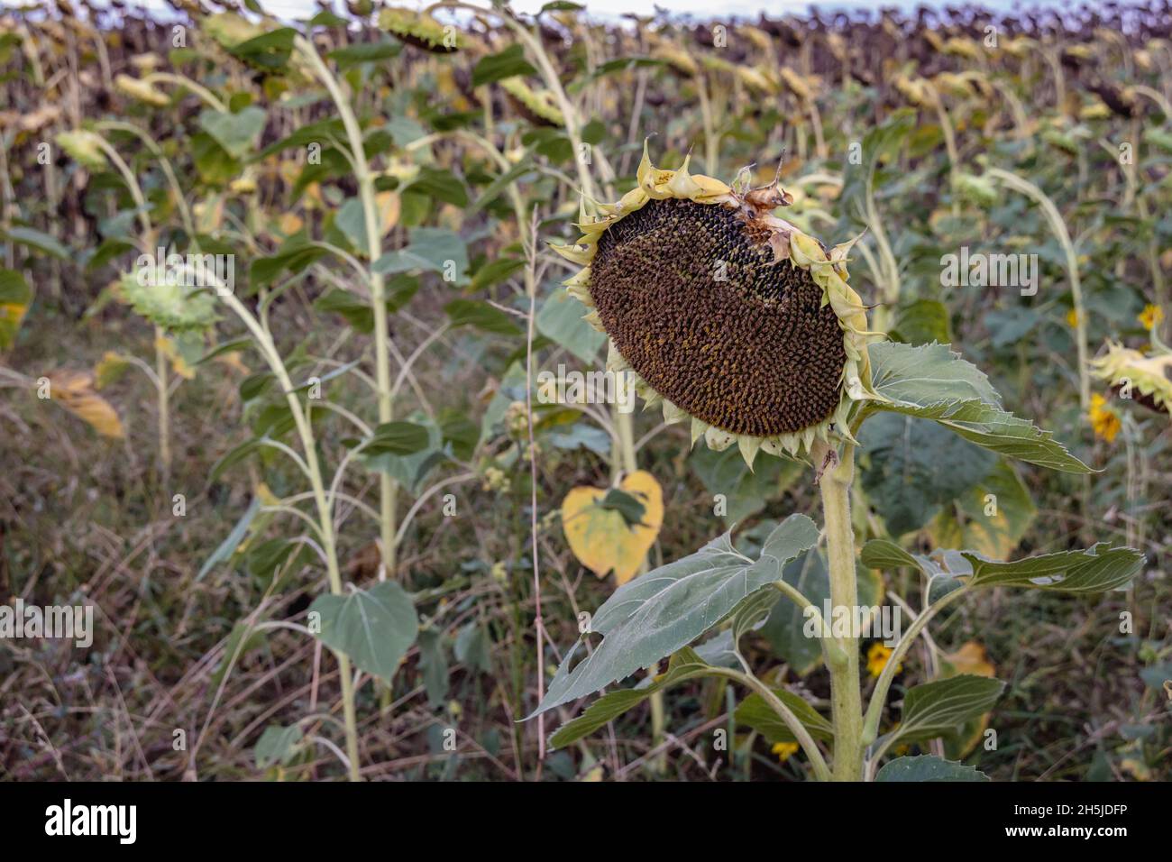 Girasoli maturi su un campo nella provincia di Burgas in Bulgaria Foto Stock