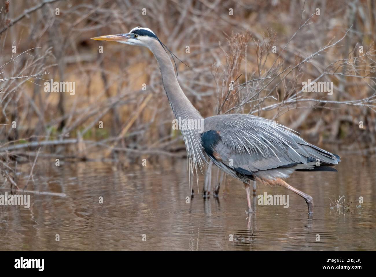 Grande Erone Blu maturo (Ardea herodias). Inizio primavera nel Parco Nazionale di Acadia, Maine, USA. Foto Stock