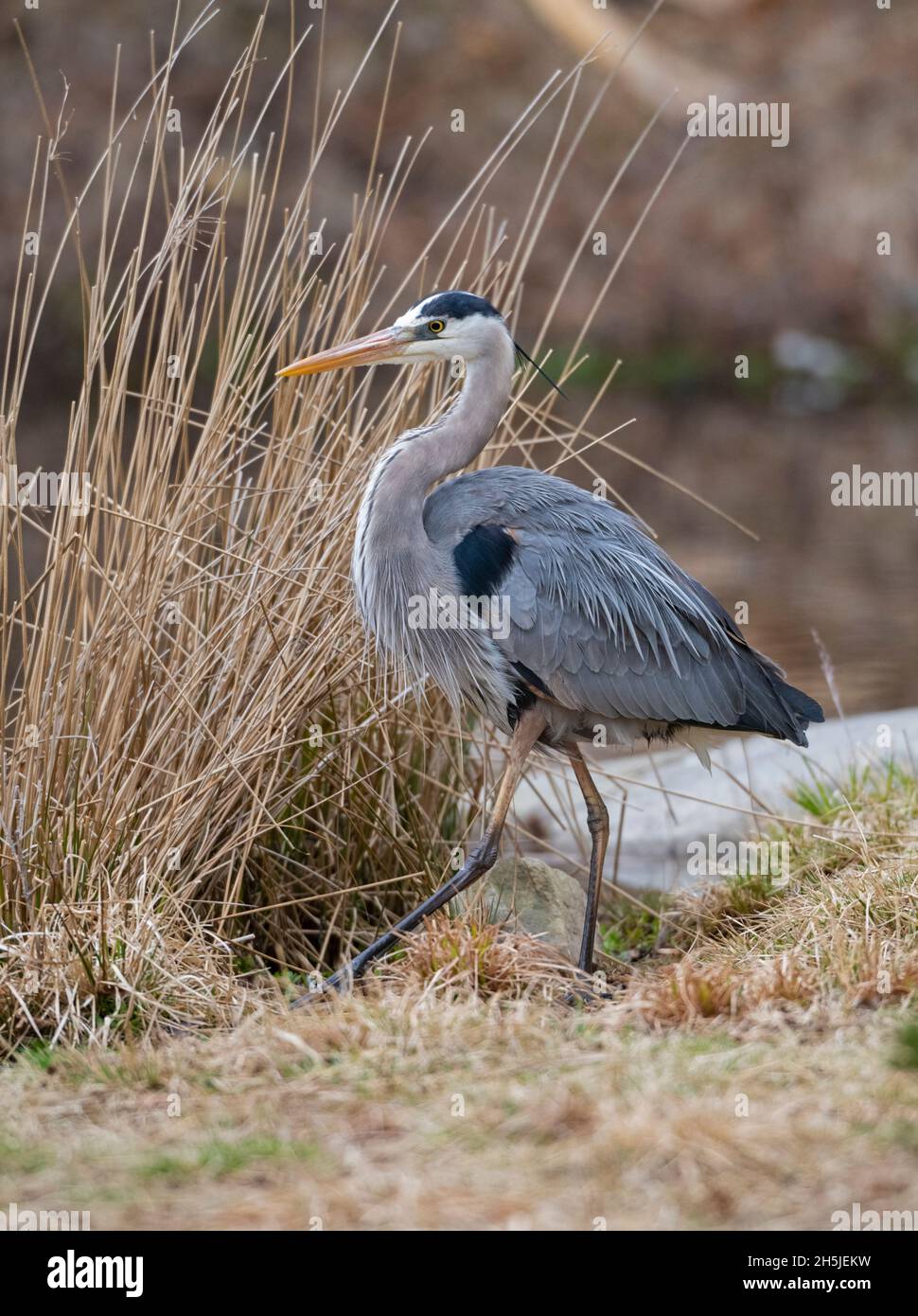 Grande Erone Blu maturo (Ardea herodias). Inizio primavera nel Parco Nazionale di Acadia, Maine, USA. Foto Stock