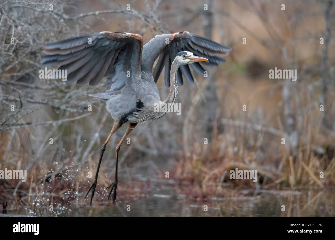 Grande Erone Blu maturo (Ardea herodias). Inizio primavera nel Parco Nazionale di Acadia, Maine, USA. Foto Stock